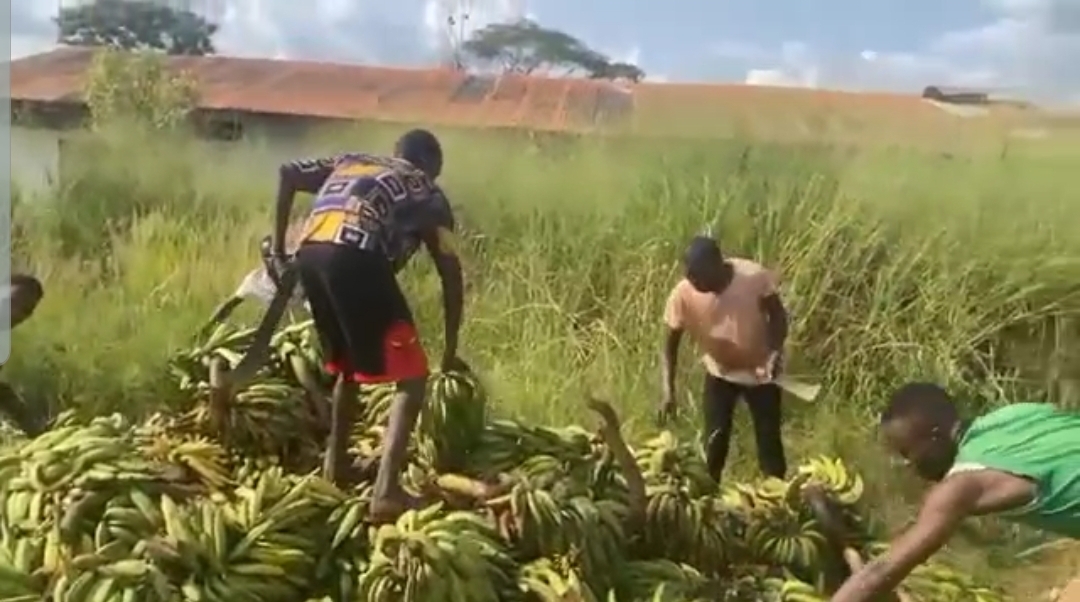 Les autorités de Doumé saisissent des plantains mûris à l aide de produits chimiques Cameroun